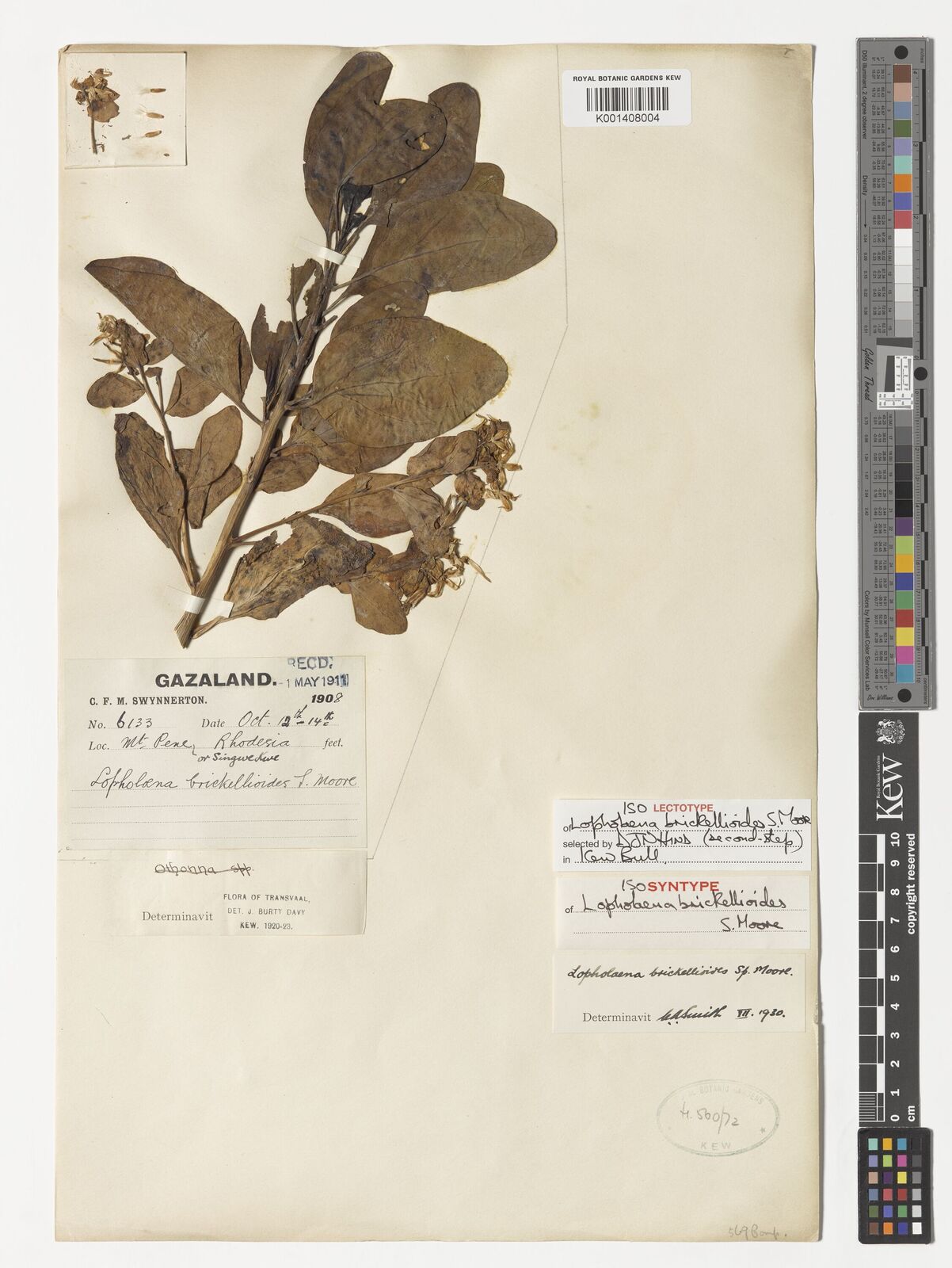 Kew Gardens K001408004:  Swynnerton, C.F.M. [6133] Zimbabwe