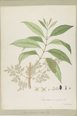 Chionanthus ramiflorus Roxb. | Plants of the World Online | Kew Science