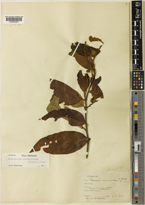 Kew Gardens K000832627:  Schlechter, R. [18242]