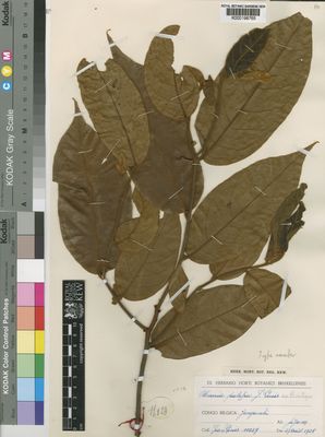 Kew Gardens K000198765:  Louis, J. [11029] Congo, Democratic Republic of the