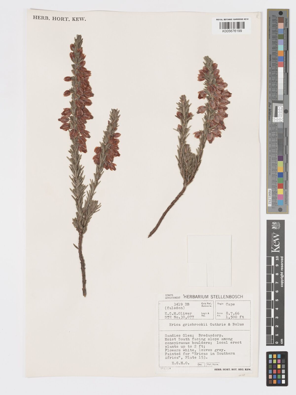 Erica grisbrookii