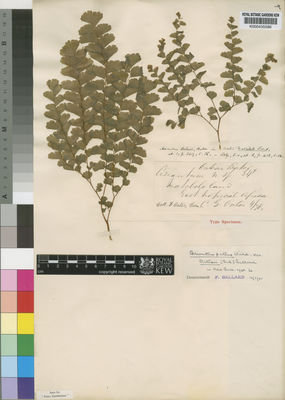 Kew Gardens K000435586:  Oates, F. [s.n.]