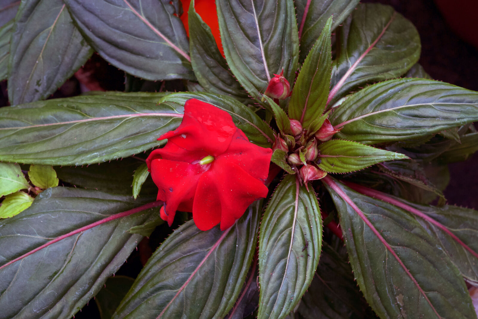 Impatiens hawkeri
