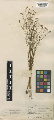 Kew Gardens K000814524:  Robertson, W.A. [248] Burma