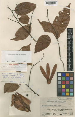 Kew Gardens K000700549:  Foxworthy, F.W.; Demesa, A.; Villamil, A. [13758] Philippines