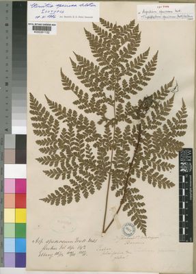 Kew Gardens K000351132:  Biovin [s.n.] Madagascar