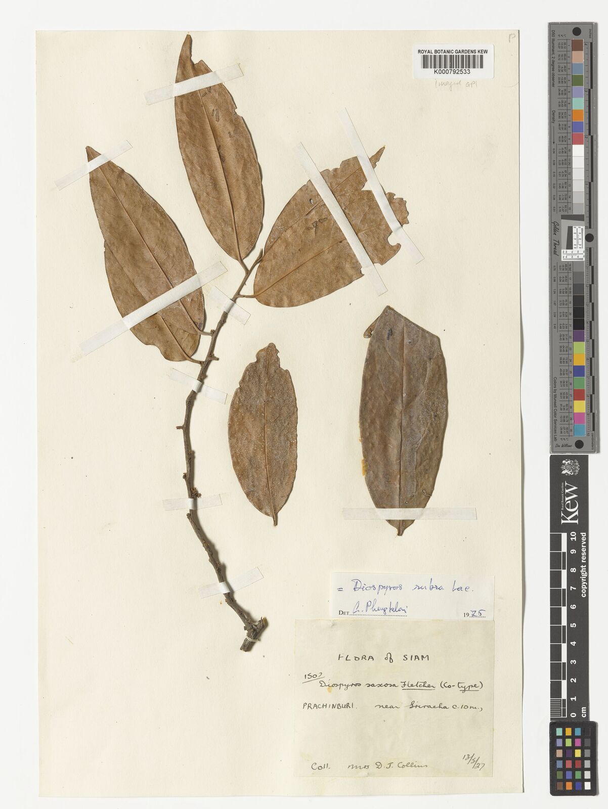 Kew Gardens K000792533:  Collins, D.J. [1502] Thailand