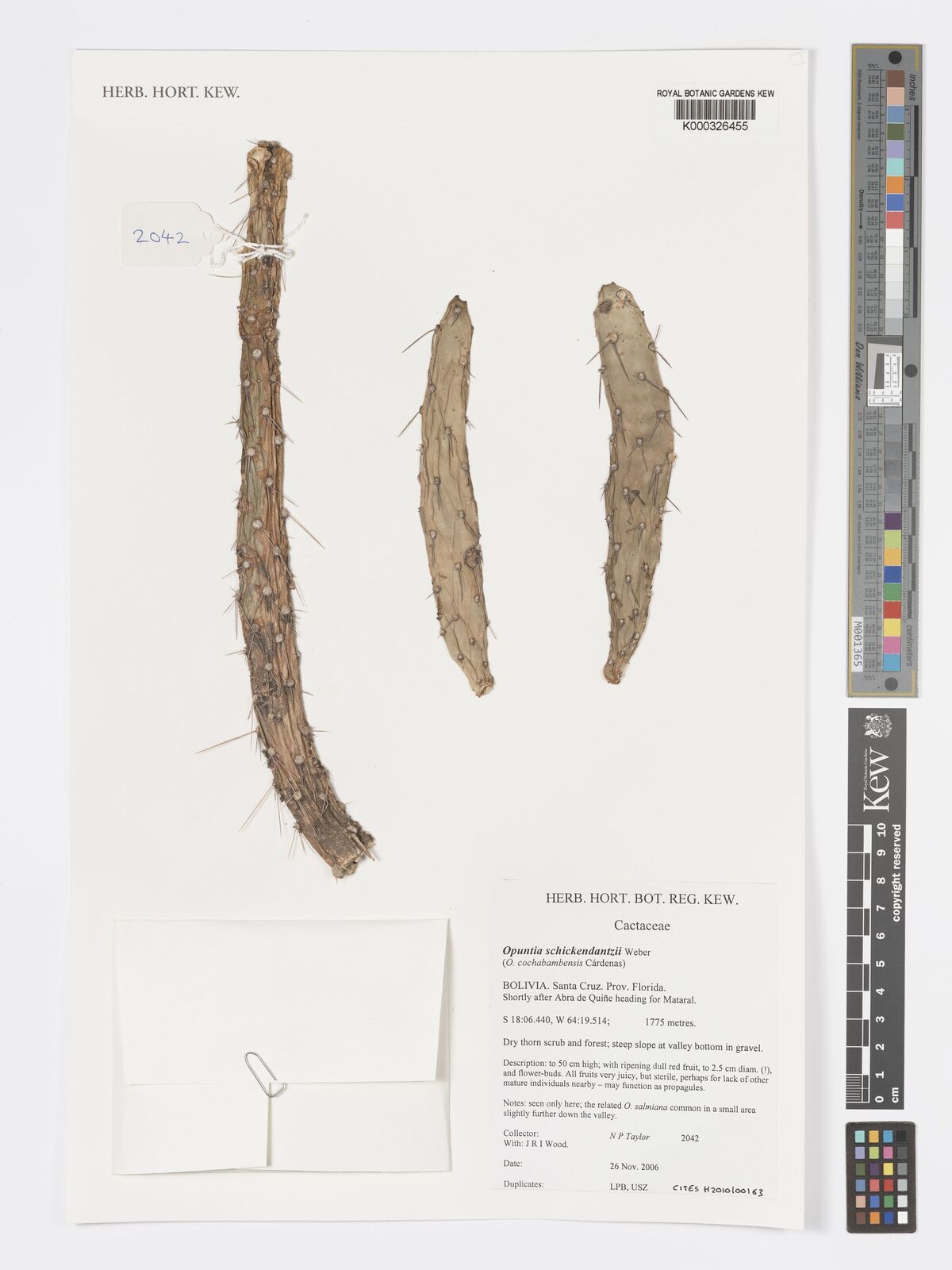 Salmonopuntia schickendantzii