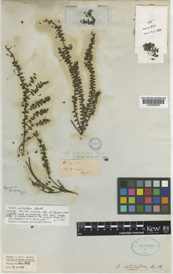 Kew Gardens K000806099:  Byrne, B. [s.n.] Australia