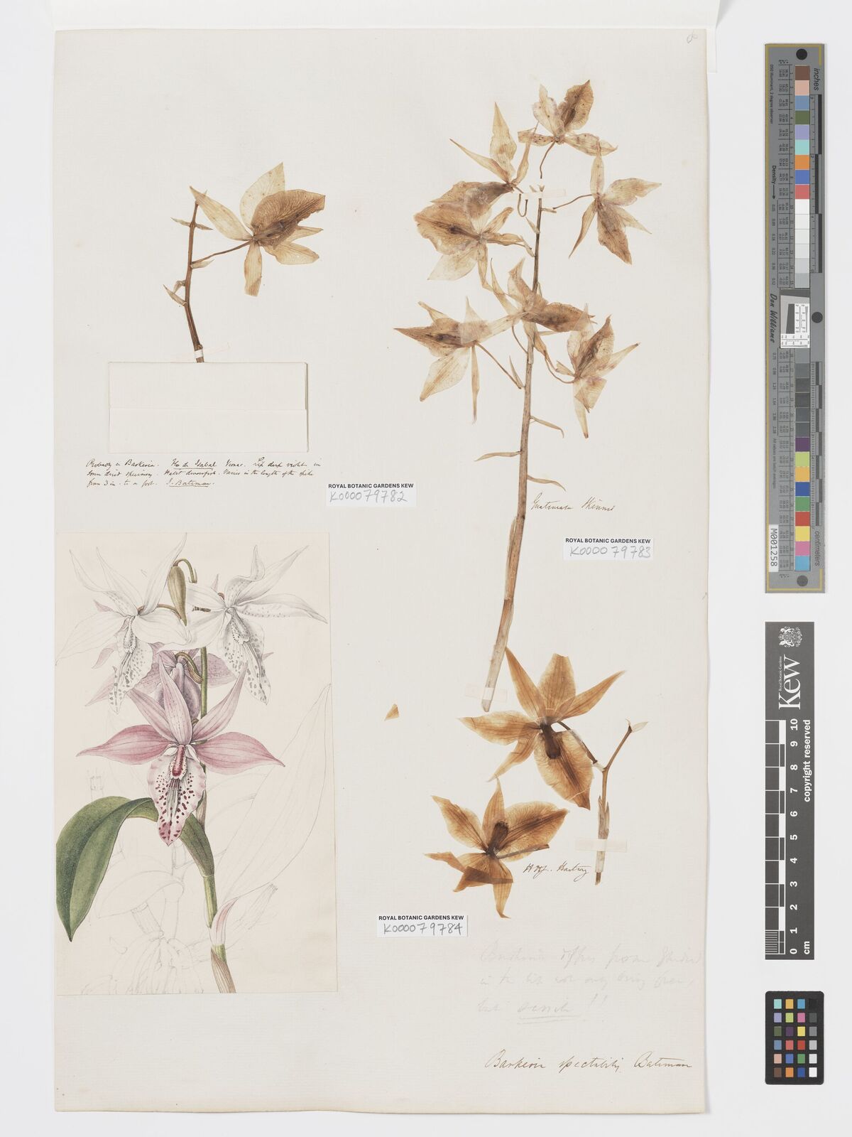 Kew Gardens K000079783:  Skinner, G.U. [s.n.] Guatemala