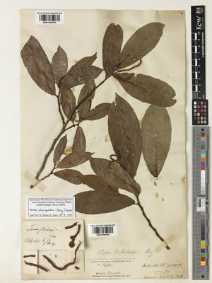 Kew Gardens K001050048:  s.coll. [2513] Malaysia