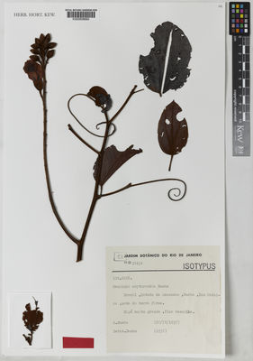 Kew Gardens K000858690:  Ducke, A. [s.n.] Brazil