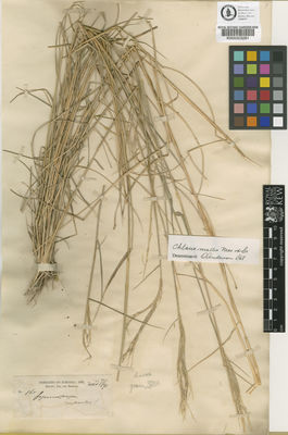 Kew Gardens K000003281:  Ridley, H.N.; Lea; Ramage, G.A. [165] Brazil