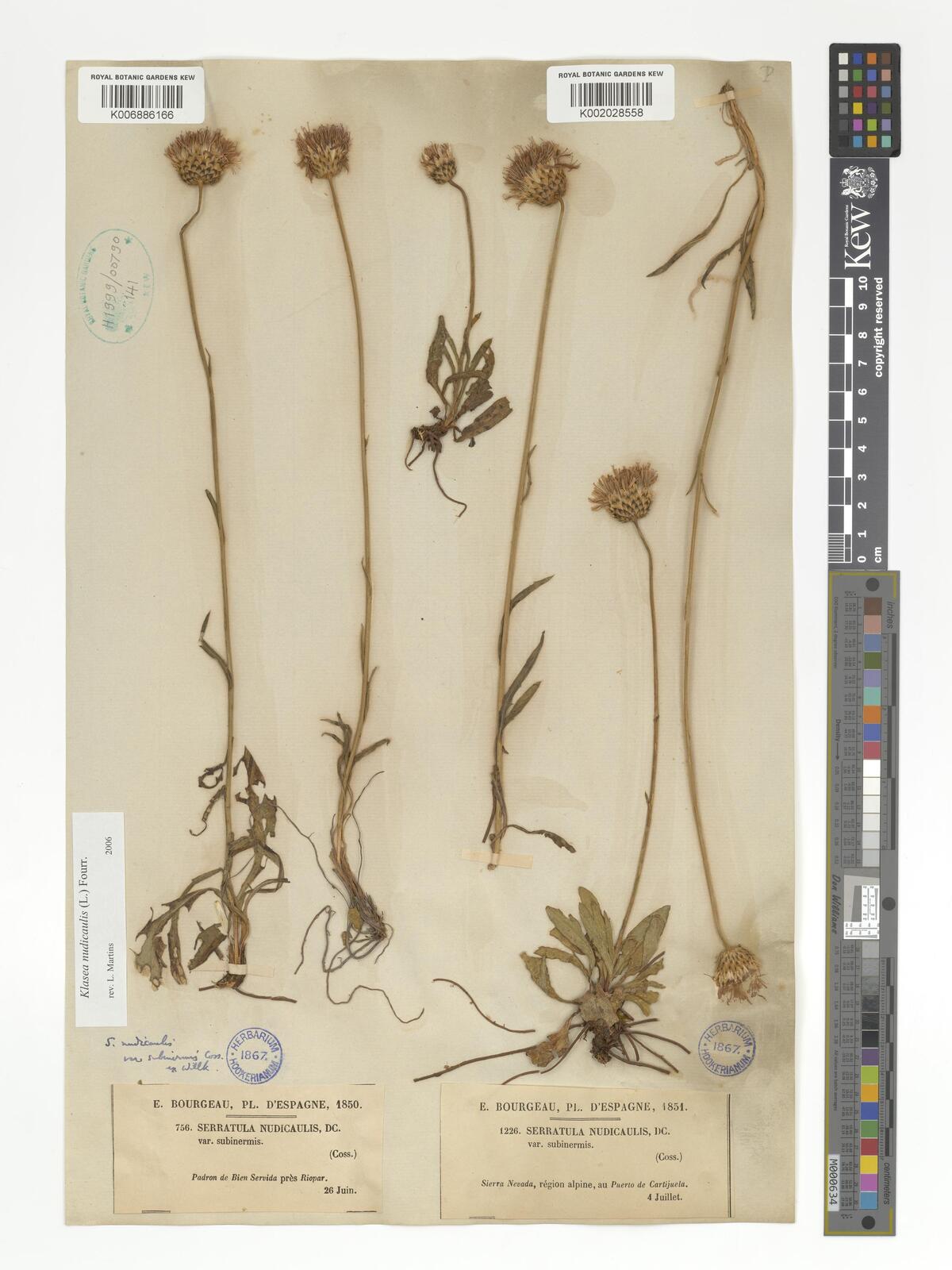 Klasea nudicaulis