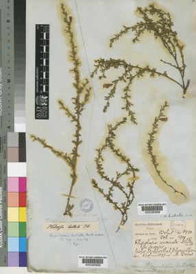 Kew Gardens K000263839:  Drege [s.n.] South Africa