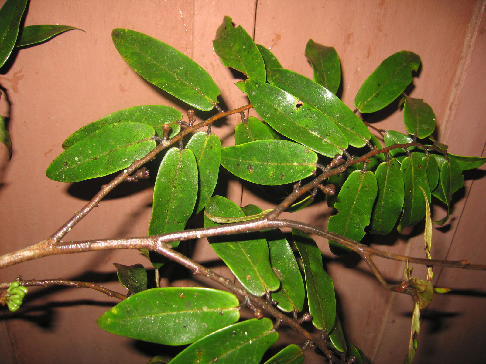 Biologia floral, fenologia reprodutiva e polinização de Xylopia aromatica  (Lam.) Mart. (Annonaceae) em uma área de Cerrado no oeste da Bahia