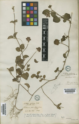 Kew Gardens K000485588:  Sello [s.n.] Brazil