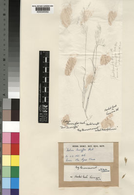 Kew Gardens K000345302:  Broussonet [s.n.] Spain