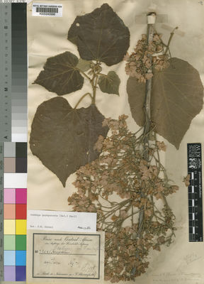 Kew Gardens K000240996:  Schweinfurth, G. [2264]