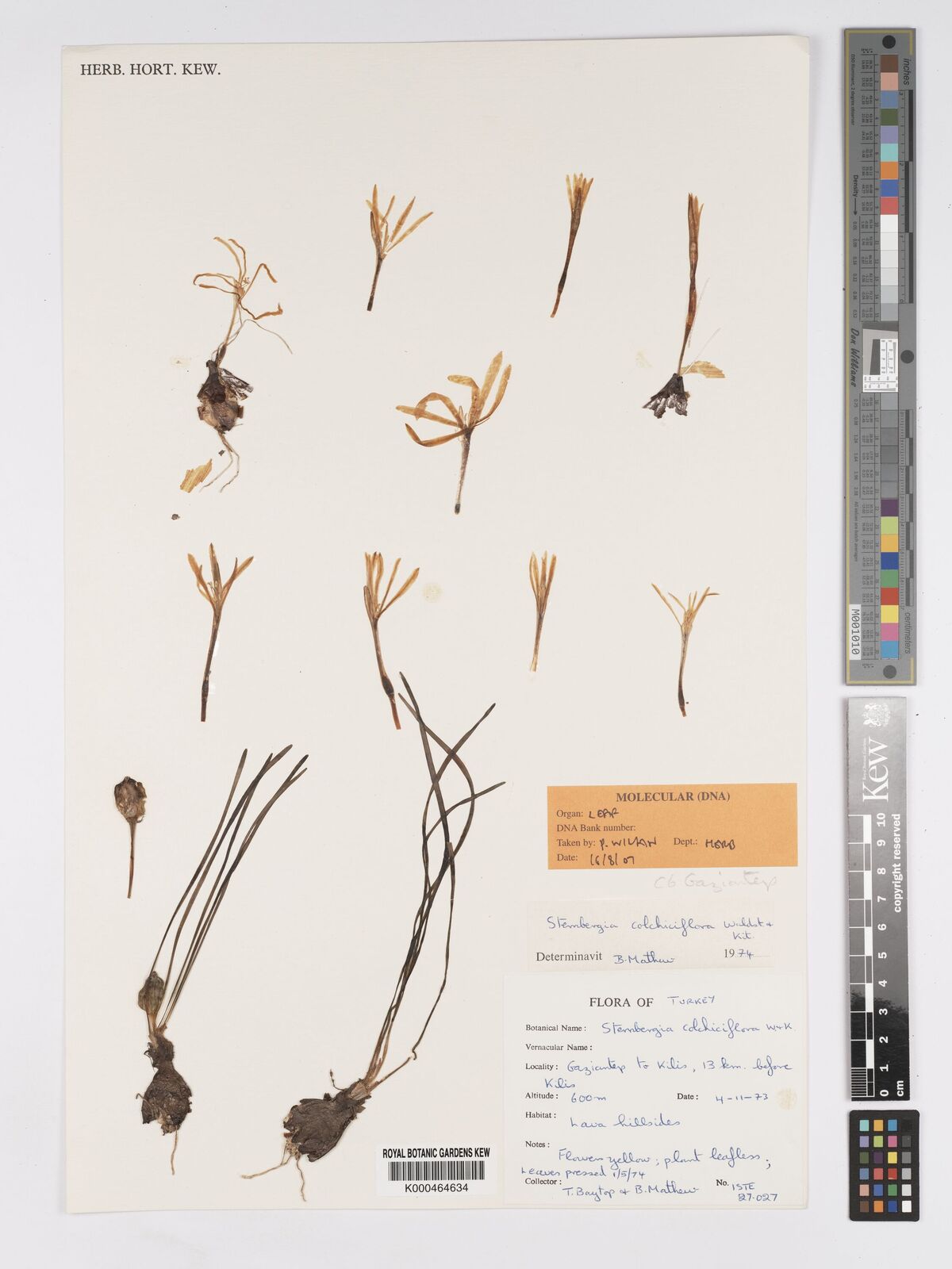 Kew Gardens K000464634:  Baytop, T.; Mathew, B. [27027] Turkey