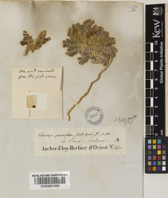 Kew Gardens K000881069:  Aucher-Eloy, P.M.R. [4432] Iran