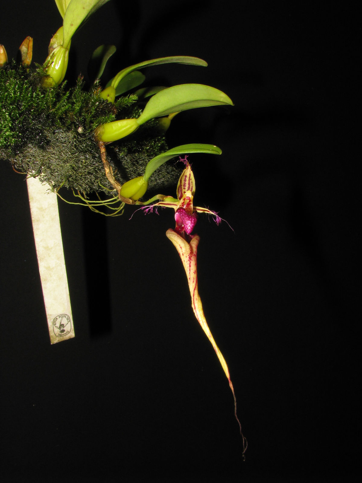 Bulbophyllum appendiculatum (Rolfe) J.J.Sm. | Plants of the World ...
