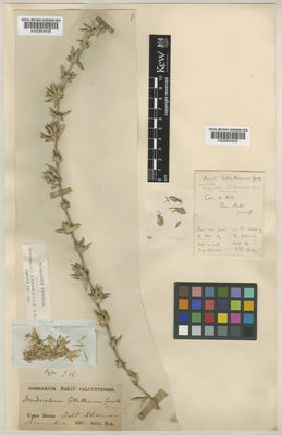 Kew Gardens K000854938:  Huk, A. [s.n.] Burma