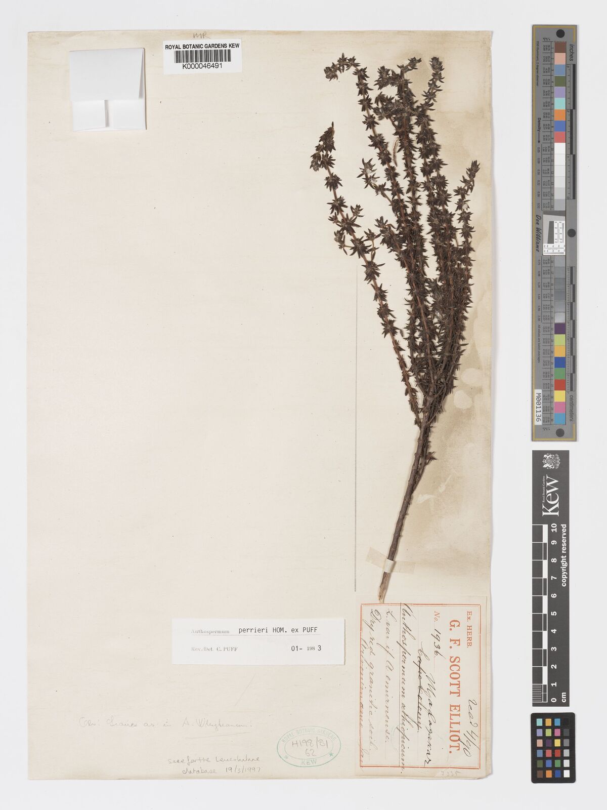 Anthospermum perrieri