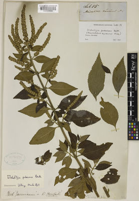 Kew Gardens K000856846:  Horsfield, T. [s.n.] Indonesia