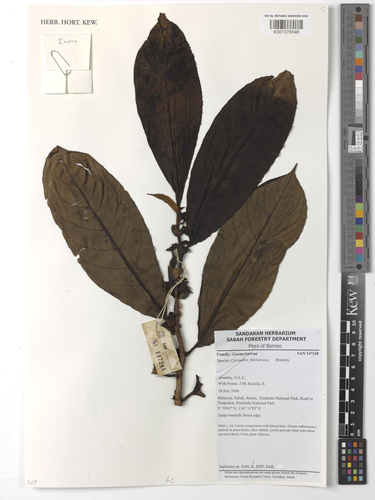 Cyrtandra fulvisericea
