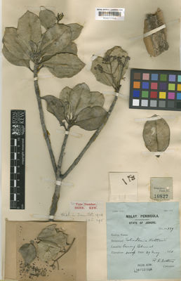 Kew Gardens K000717546:  Holttum, R.E. [10827] Malaysia