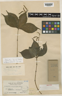 Kew Gardens K000802678:  McGregor, R.C. [s.n.] Philippines