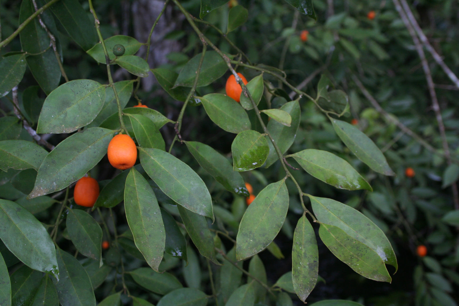 Cathedra acuminata (Benth.) Miers | Plants of the World Online ...