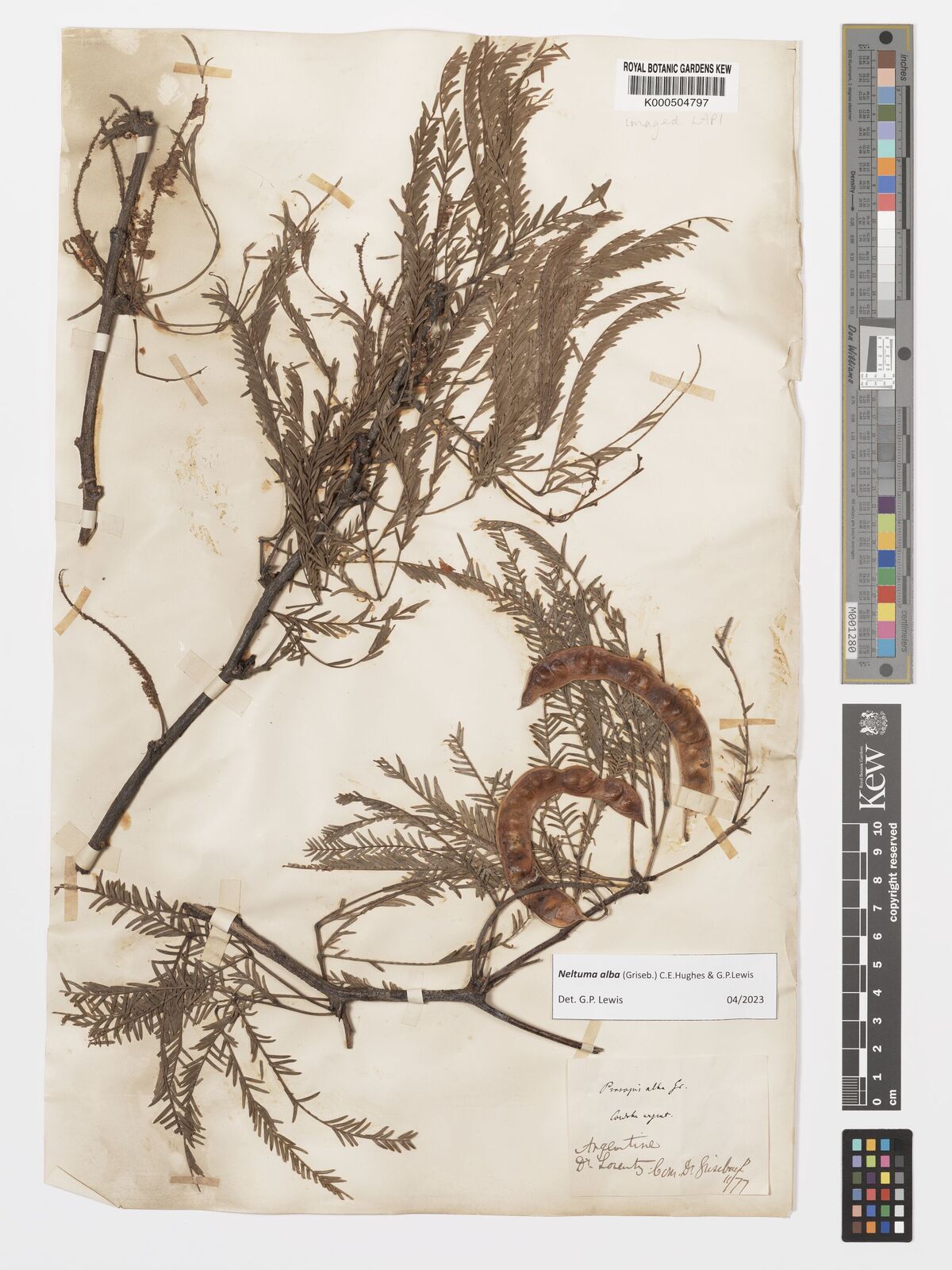 Kew Gardens K000504797:  Lorentz [s.n.]