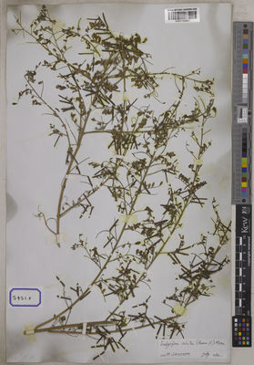 Kew Gardens K001120981:  s.coll. [Cat. no. 5451]