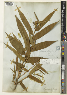 Kew Gardens K000433048:  Spruce, R. [s.n.] Brazil