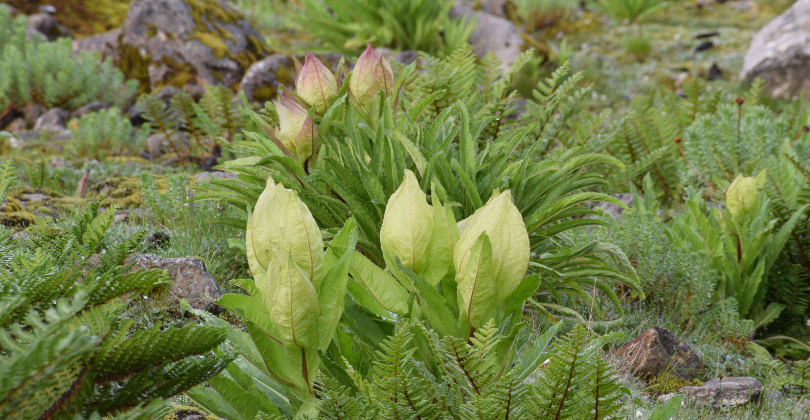 ARSOA　SAUSSUREA Amazon.com : New 100pcs Saussurea Plant Seeds Generic