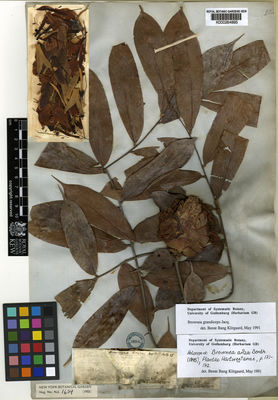 Kew Gardens K000264895:  Hartweg [s.n.] Colombia