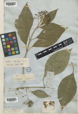 Kew Gardens K000761336:  Cuming, H. [1904] Philippines