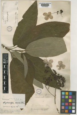 Kew Gardens K000396905:  Strachey, R.; Winterbottom, J.E. [3] India