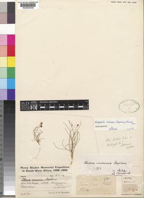 Kew Gardens K000230420:  Pearson, H.H.W. [4791] South Africa