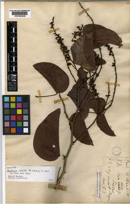 Kew Gardens K000264646:  Prain [s.n.] Trinidad and Tobago