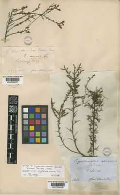 Kew Gardens K000349038:  Mueller, F., von [s.n.] Australia