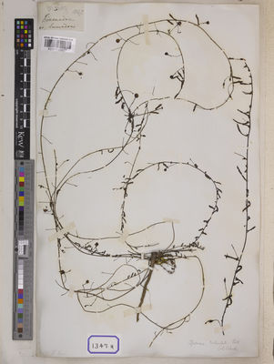 Kew Gardens K001112827:  s.coll. [Cat. no. 1347]