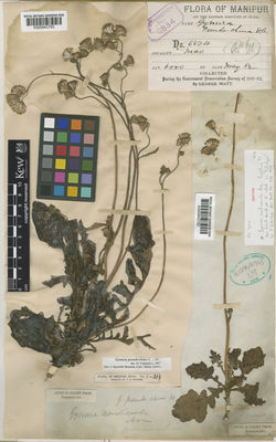 Kew Gardens K000843782:  s.coll. [2333]