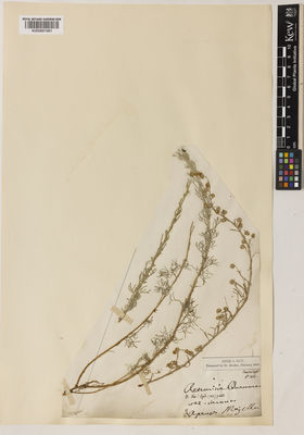 Kew Gardens K000891681:  s.coll. [s.n.] Italy