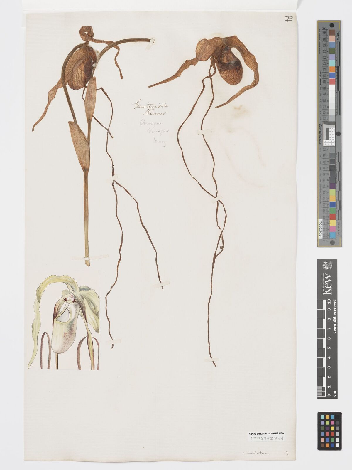 Kew Gardens K000363744:  Skinner [s.n.] Bolivia
