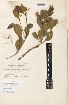Kew Gardens K000867207:  Curran, H.M.; Merritt, M.L.; Zschokke, T.C. [18105] Philippines