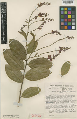 Kew Gardens K000012882:  Fanshawe, D.B. [4789] Guyana