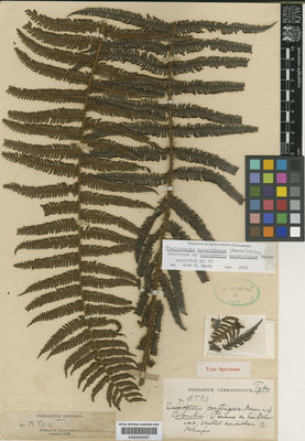 Kew Gardens K000633557:  s.coll. [913] Colombia